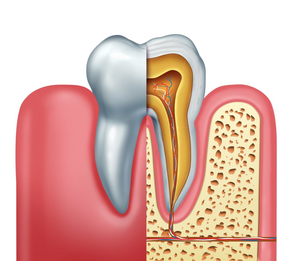 Illustration of a cross section of a tooth showing the root and nerve endings that extend into the gums